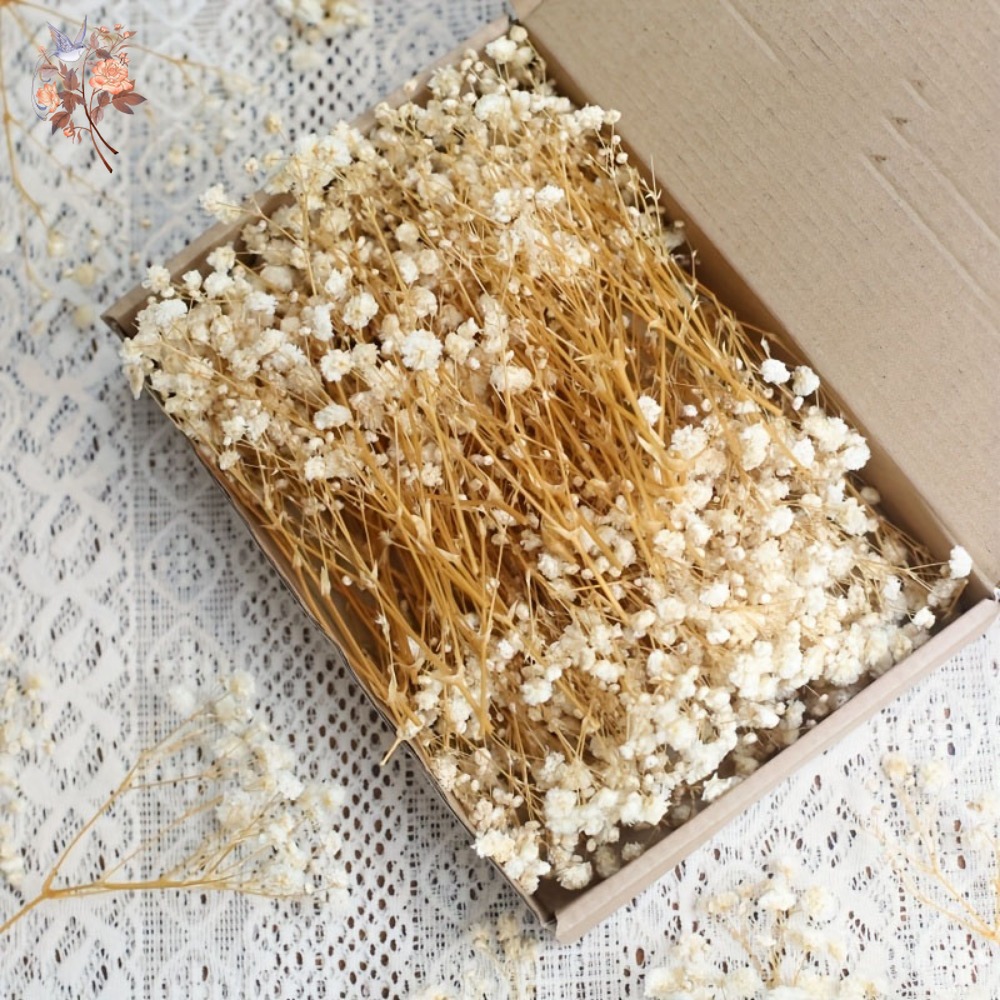 Craft Embellishment - ดอกยิปโซฟิล่าแห้งขนาดเล็ก 100 ชิ้น สำหรับงานประดิษฐ์เรซิน DIY ตกแต่งบ้าน